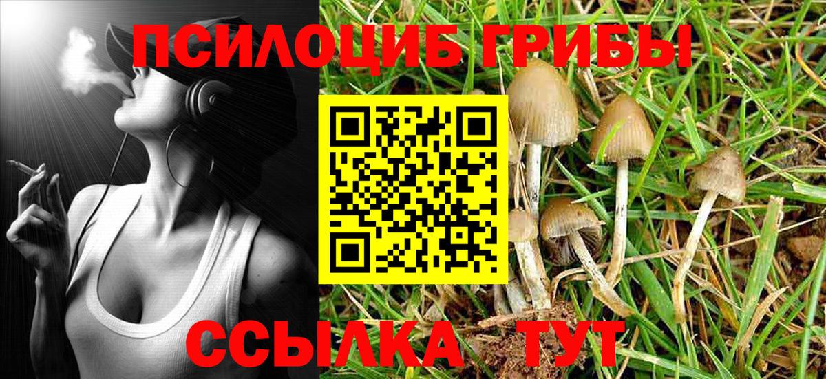Псилоцибиновые грибы Psilocybe  Вход с VPN  Знаменск  Псилоцибиновые грибы Magic Shrooms 